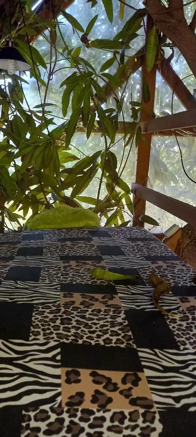 Treehouse Above The Beach Πορτ Αντόνιο Τζαμάικα